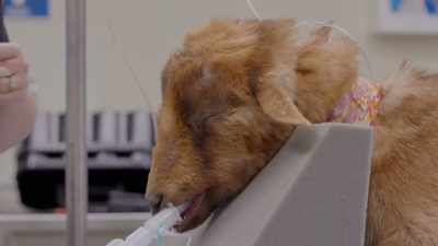A trans-tracheal wash
is a diagnostic tool - Secrets of the Zoo