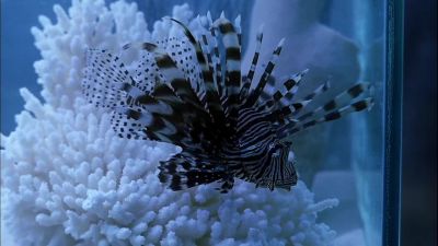    A trigger and a lionfish. - CSI: Crime Scene Investigation