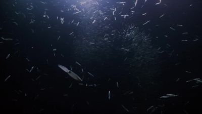 A trip to the shallows to mate by moonlight. - Hostile Planet