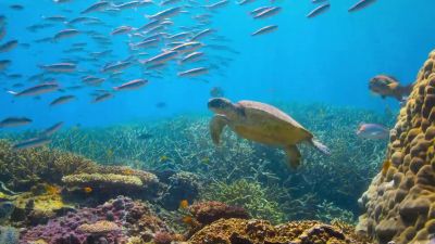 A turtle checks into the cleaning station... - Tiny World