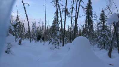 A typical bear hunt, we're
sittin' up on a ridge and - Life Below Zero: Next Generation