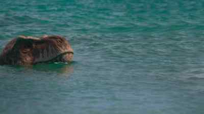 A Tyrannosaurus rex taking a swim. - Prehistoric Planet