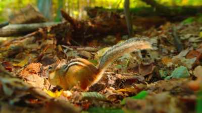 A valuable skill when you need hundreds
to survive the winter. - Tiny World