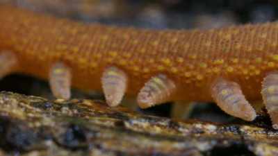 A velvet worm. - Our Planet
