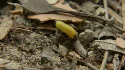 ..a very primitive behaviour
among ants, - David Attenborough's Tasmania