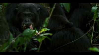 A victorious patrol - Chimp Empire