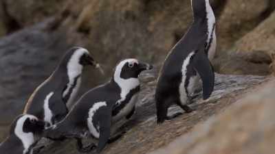 A waddle of full-bellied commuters, - Penguin Town