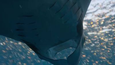 A wall of mouths scooping up their prey. - Our Planet