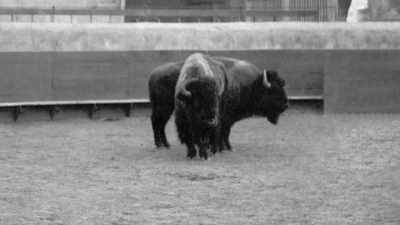 A week later, a younger
bison bull, Pierre Jr., - The American Buffalo