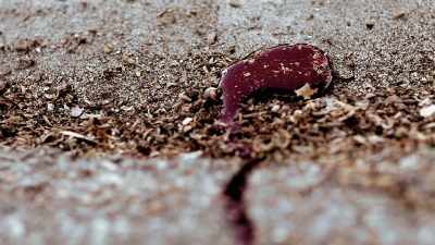A week later, the same
businessman was investigating - 35 Serial Killers the World Wants to Forget