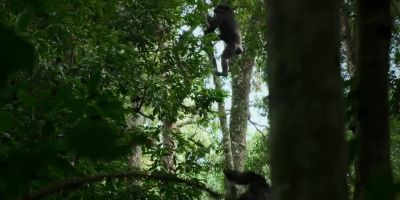 A western male is chasing Bartoli into the canopy. - Chimp Empire