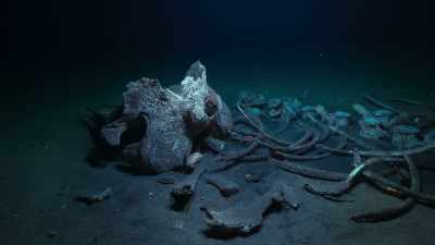 A whale fall is a temporary oasis - Blue Planet II