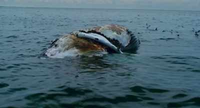 A whale floating
at the surface like this - After the Bite
