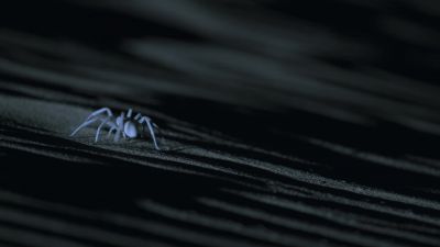 A white lady spider. - Earth at Night in Color