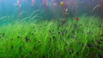 A whopping 60 meters, there and back. - Tiny World