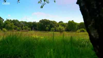 A wild flower meadow
just half a mile away - Wales: Land of the Wild