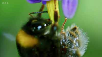 ..a win for both flower and bee. - Wild Isles