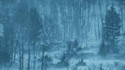 A wolf is more nimble in thick woodland, - Seven Worlds, One Planet