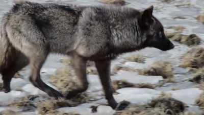 A wolf pack would go
straight for the kill. - Epic Yellowstone