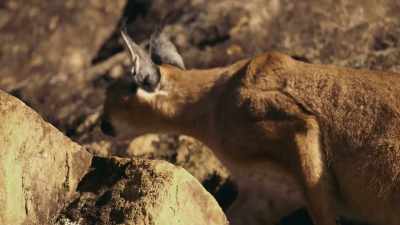A young caracal has ventured into town... - Penguin Town