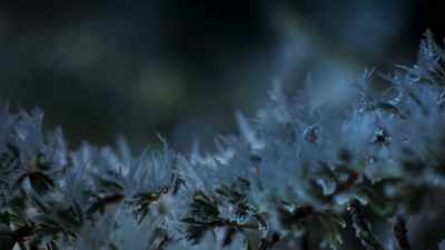 A young chameleon caught out
in the cold - Frozen Planet II