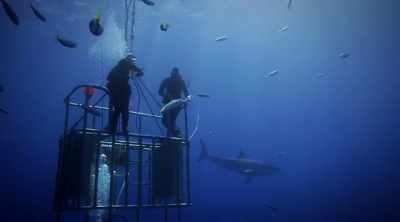 A young great white shark
may approach a tour boat - Shark Attack Files