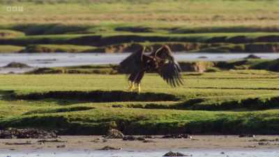 A young, inexperienced eagle
tries his luck... - Wild Isles