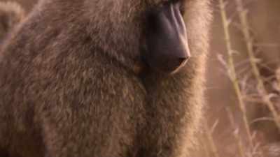 A younger male senses
the time is right - The Secret Lives of Animals
