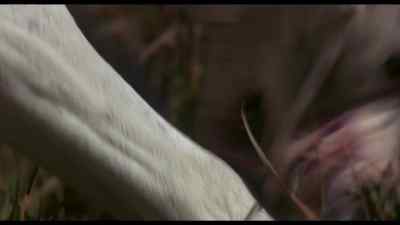 Aaah Aaah He bit me with his butt - Homeward Bound: The Incredible Journey