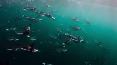 Able to dive to depths of 80 meters - The Year Earth Changed