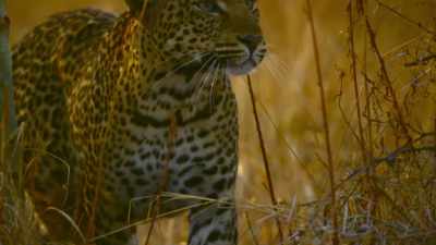 Able to prey on over
90 different species. - The Secret Lives of Animals