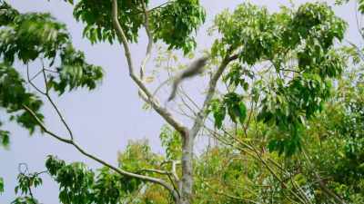 Able to zip around the branches, - Our Great National Parks