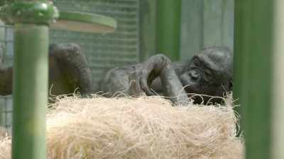 Abnormally low and
concerningly low. - Secrets of the Zoo