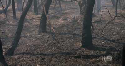 Aboriginal fire management practices
are a just stark contrast. - A Fire Inside