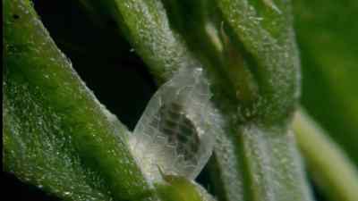 About a week later
the caterpillars emerge. - Micro Monsters with David Attenborough