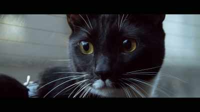 About twice a year, - Cat Daddies