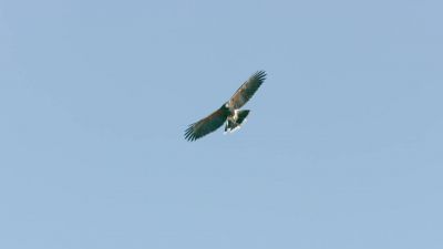 Above, his mother coordinates the hunt. - Hostile Planet