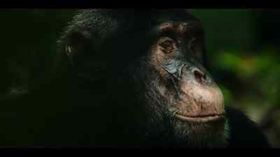 Abrams is seeking out a much more important grooming partner. - Chimp Empire