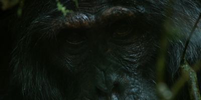 Abrams is sending a powerful message. - Chimp Empire