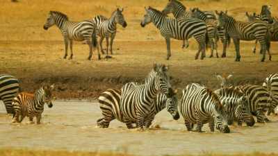 Abundance brings choice, - Serengeti