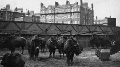 According to Colonel Cody,
there are not so many - The American Buffalo
