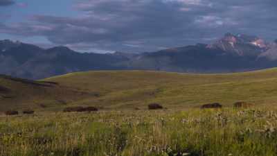 Accounts of that herd's
origins differ, - The American Buffalo