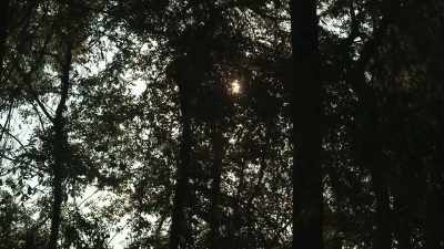 Acrania is not one of them. - Impact x Nightline