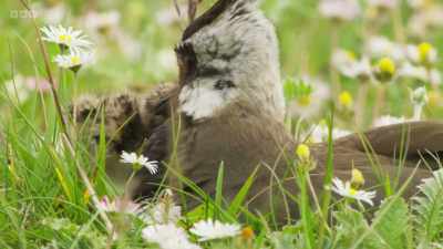 Across Britain and Ireland, - Wild Isles