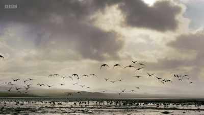 Across Britain and Ireland, - Wild Isles