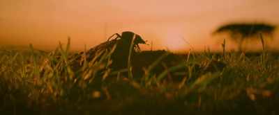 Across the Serengeti, energy
is continually transformed… - Our Universe