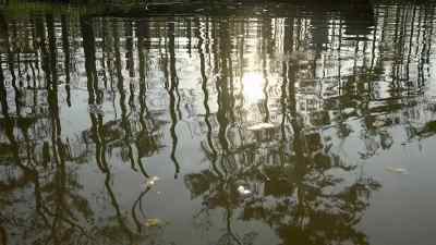 Across the swamp in West Fork, - Swamp People