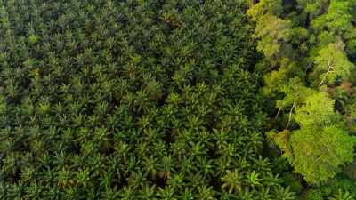 Across the world,
we are losing tropical forest - Our Planet