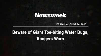 Actually, I think the ones
in the States might even be - Kings of Pain