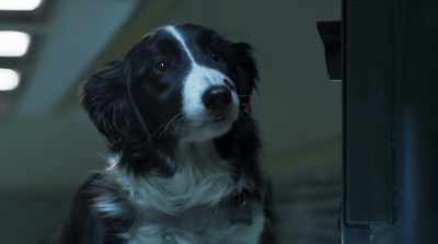 Actually, we're just risk
assessment analysts. - Cats & Dogs 3: Paws Unite